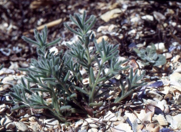 Flore de la Corse