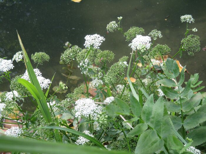 Flore de la Corse