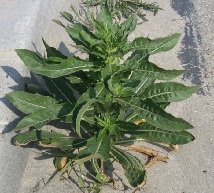 Flore de la Corse