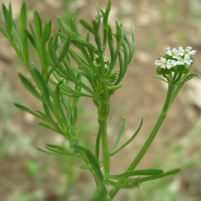 Flore de la Corse