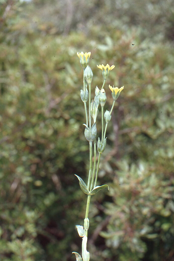 Flore de la Corse