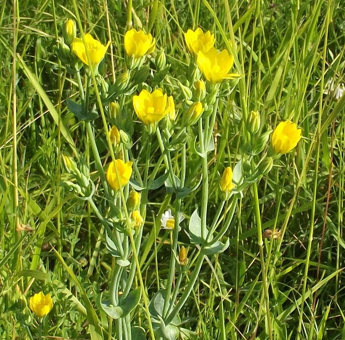 Flore de la Corse