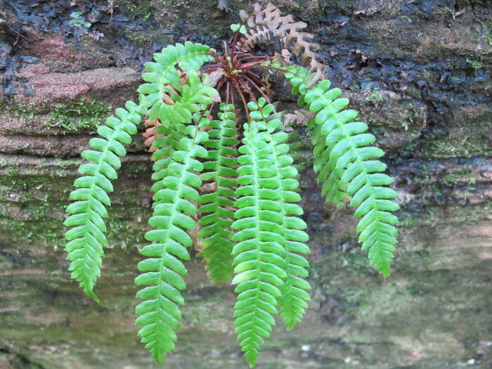 Flore de la Corse