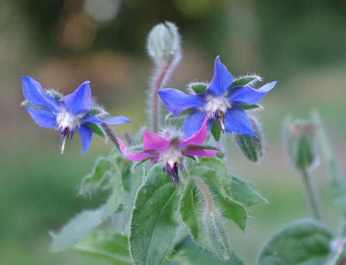 Flore de la Corse