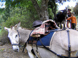 Ane corse