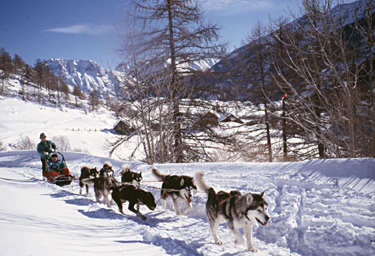 Queyras-chiens-de-traineaux