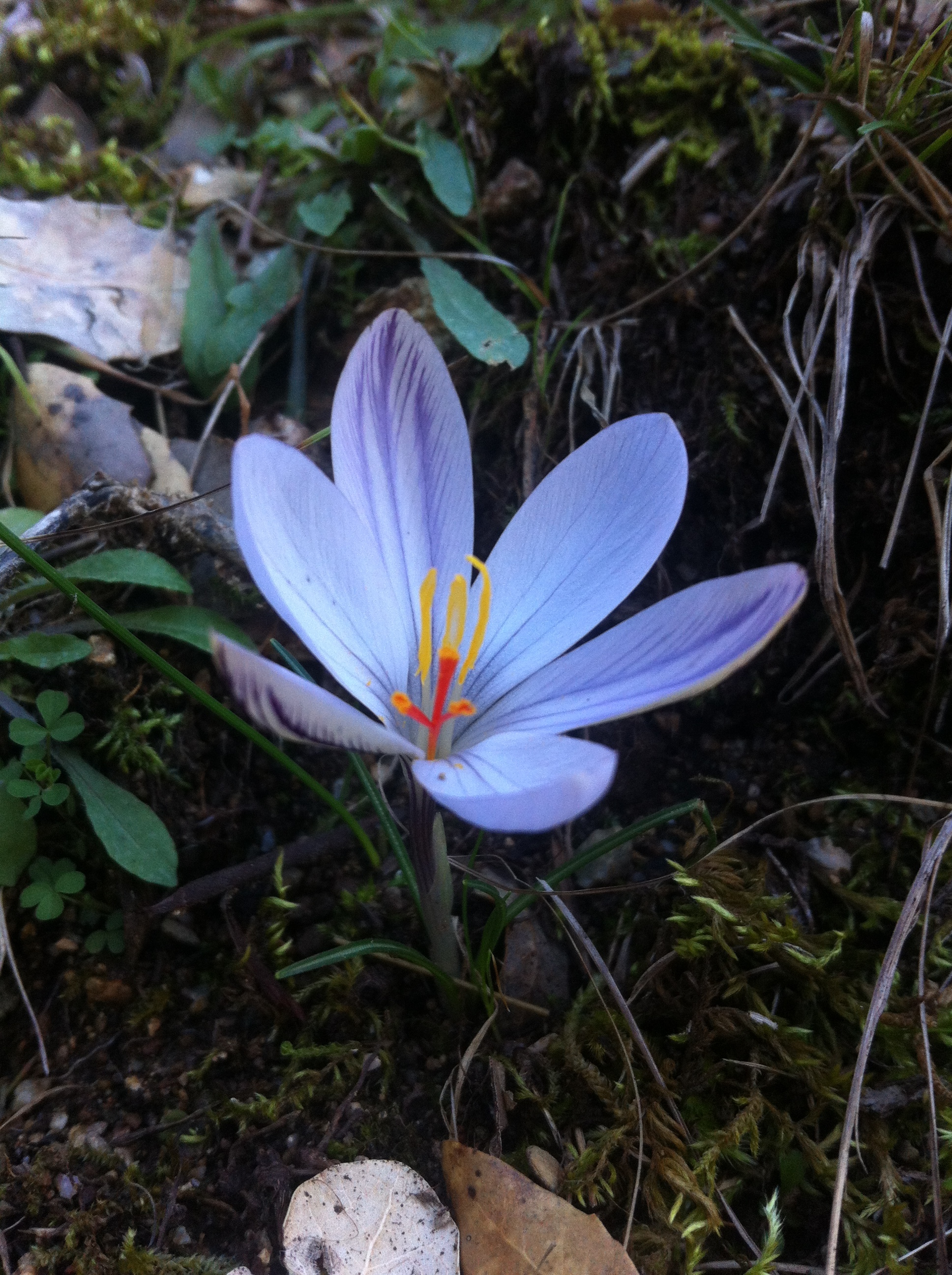 Flore de la Corse
