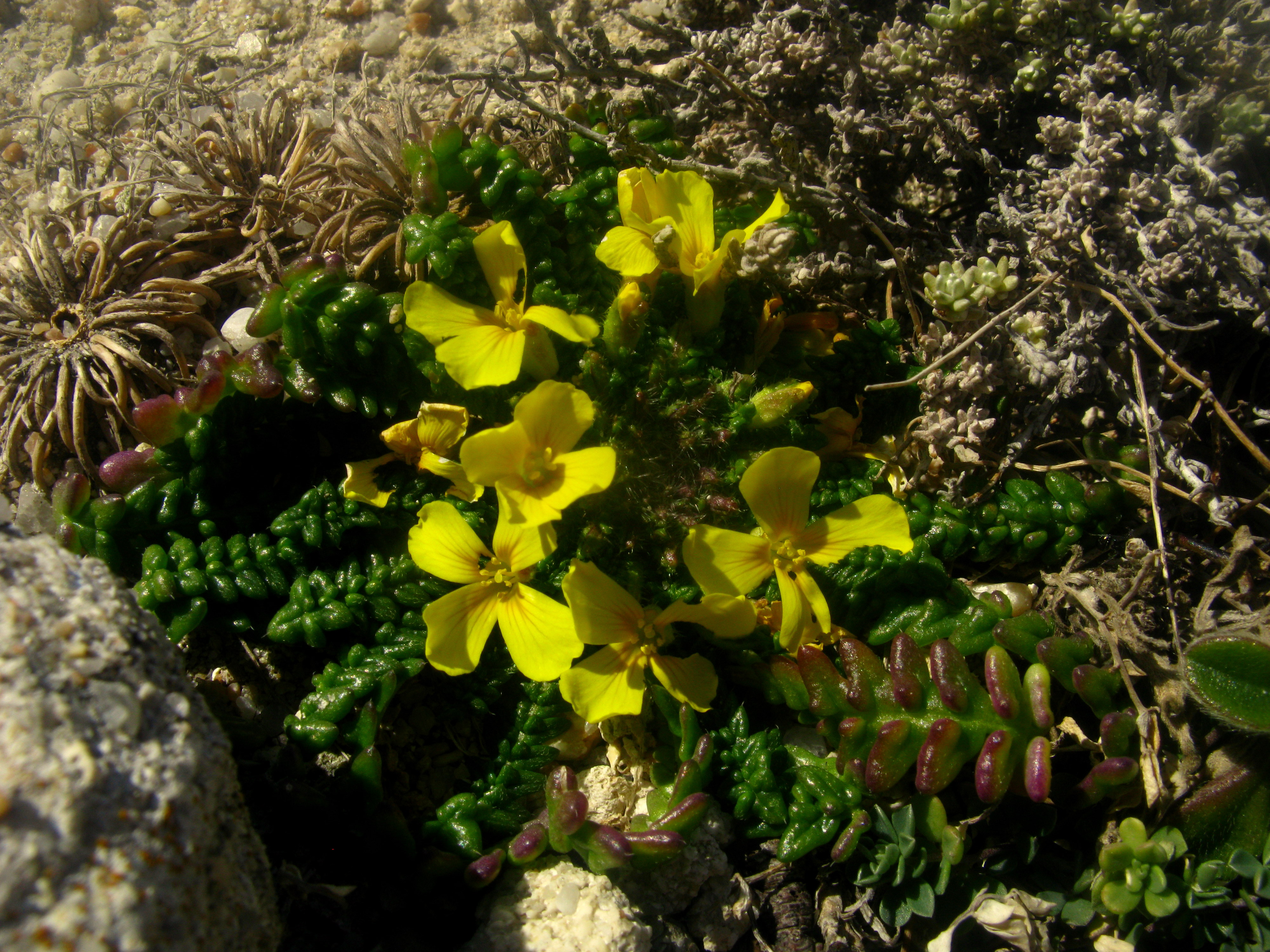 Flore de la Corse